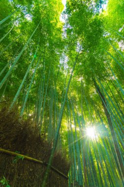 Arashiyama Kyoto, bambu orman yolu.