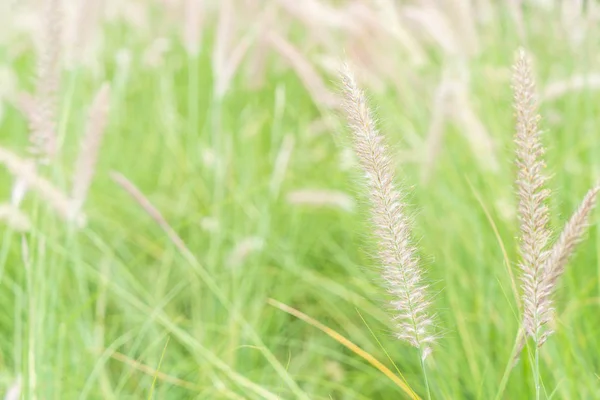 Grasblume im Garten — Stockfoto