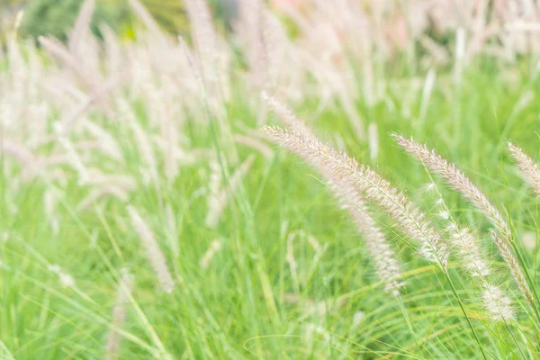 çimen çiçek Bahçe