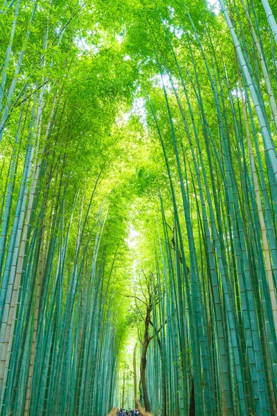 Camino al bosque de bambú en Arashiyama en Kyoto . —  Fotos de Stock