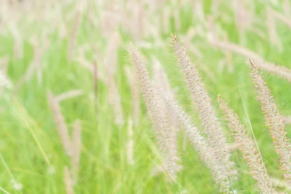 Grasblume im Garten — Stockfoto