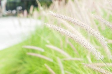 çimen çiçek Bahçe