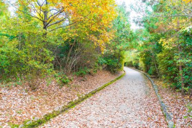 Arashiyama çiçek açan kırmızı akçaağaç yaprakları ile yol yürümek