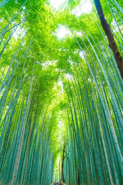 Arashiyama Kyoto, bambu orman yolu.