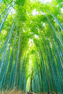 Arashiyama Kyoto, bambu orman yolu.