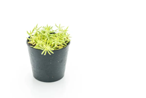Plant in pot — Stock Photo, Image
