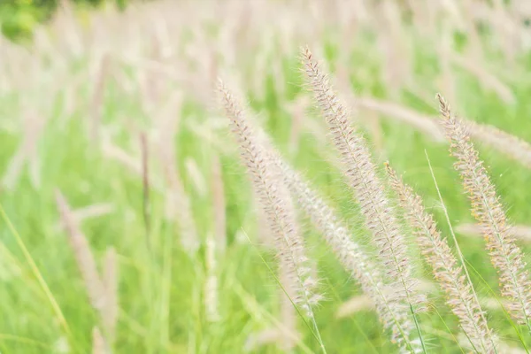 çimen çiçek Bahçe