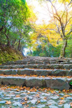Arashiyama çiçek açan kırmızı akçaağaç yaprakları ile yol yürümek