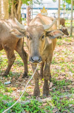 çimenlerin üzerinde bufalo