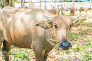 çimenlerin üzerinde bufalo