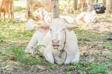 Çimenlerde yatan inek