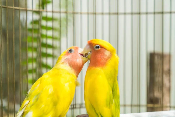 Krásný papoušek lovebird — Stock fotografie