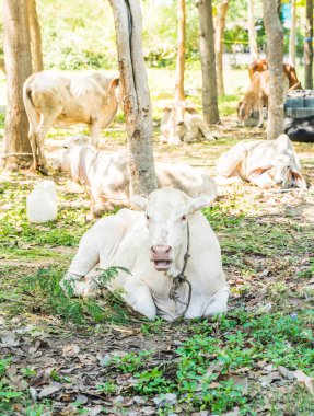 Çimenlerde yatan inek