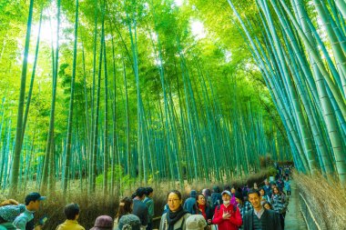 Kyoto, Japonya - 23 Kasım 2016: Arashiyama, Kyoto, bambu ormanı