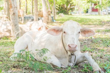 Çimenlerde yatan inek