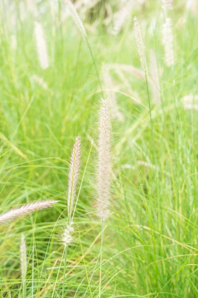 Květ trávy na zahradě — Stock fotografie