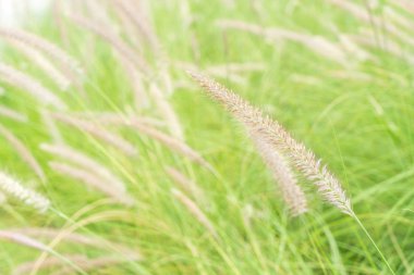 çimen çiçek Bahçe