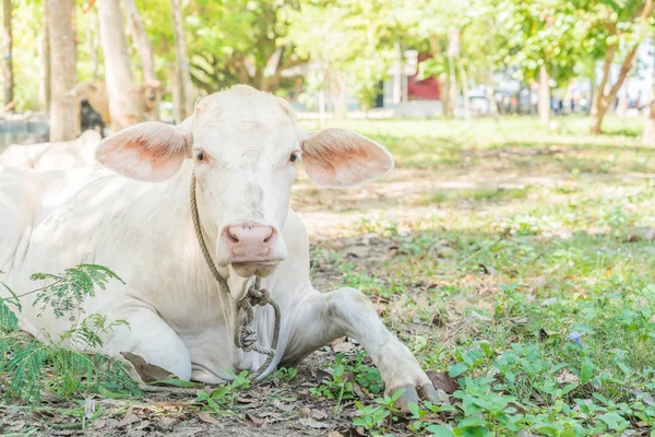Çimenlerde yatan inek