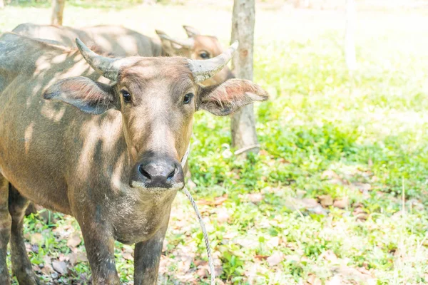 çimenlerin üzerinde bufalo