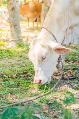 İnek eatting çimen