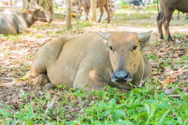 çimenlerin üzerinde bufalo