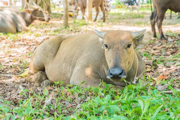çimenlerin üzerinde bufalo