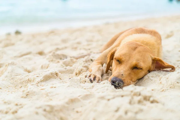 Hundeschlaf am Strand — Stockfoto