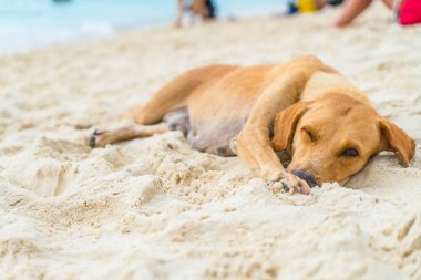 köpek uyku sahilde