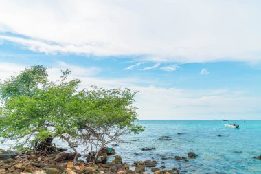 güzel tropikal beach Koh Larne Pattaya adlı