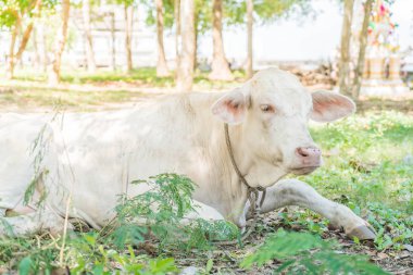 Çimenlerde yatan inek