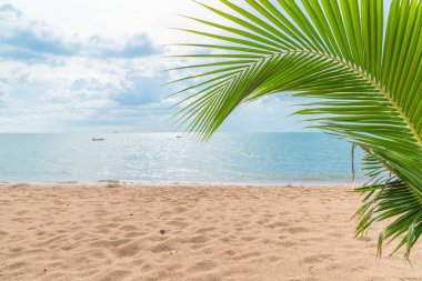 ile boş beach palm