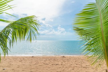 ile boş beach palm