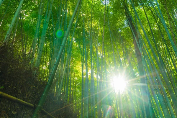 京都の嵐山の竹林へのパス. — ストック写真