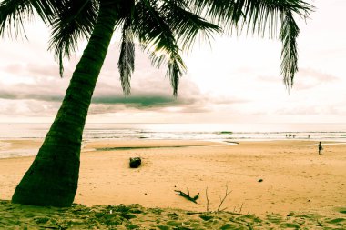 Hindistan cevizi ağacı ile tropikal plaj