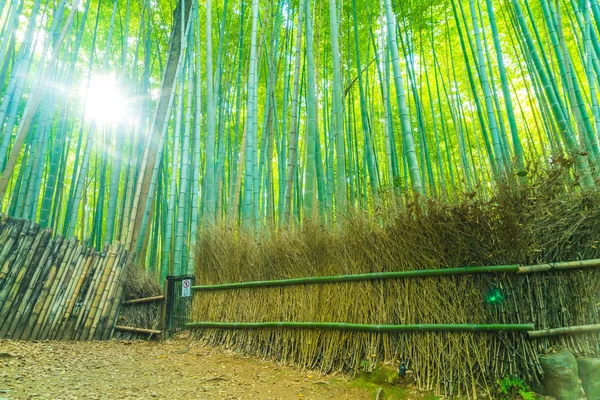 Ścieżka do Las bambusowy Arashiyama w Kioto. — Zdjęcie stockowe