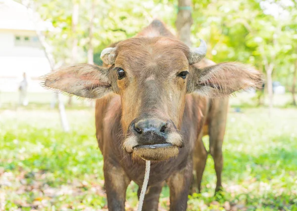 Búfalo sobre hierba — Foto de Stock