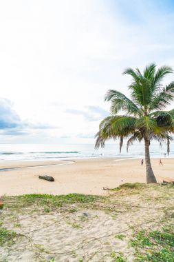 Hindistan cevizi ağacı ile tropikal plaj