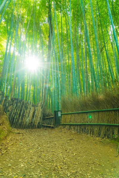 Arashiyama Kyoto, bambu orman yolu. — Stok fotoğraf