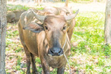 çimenlerin üzerinde bufalo