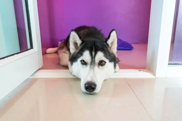 Syberien husky no quarto — Fotografia de Stock