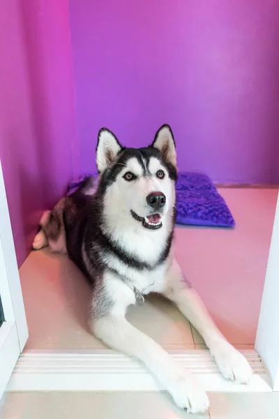 Syberien husky dans la chambre — Photo