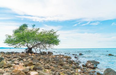 güzel tropikal beach Koh Larne Pattaya adlı