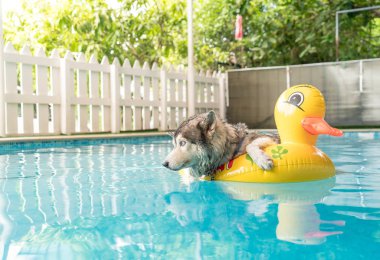 syberien husky Havuzda yüzmek halka ile