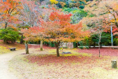 Arashiyama çiçek açan kırmızı akçaağaç yaprağı