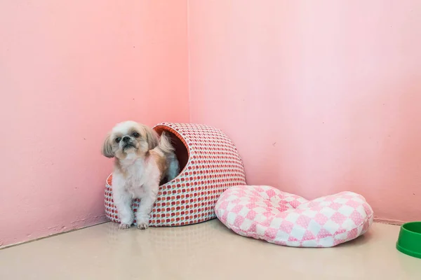 Köpek üstünde evde beslenen hayvan yatak — Stok fotoğraf