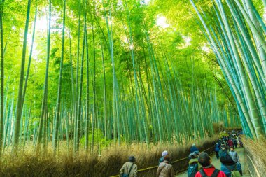 Kyoto, Japonya - 23 Kasım 2016: Arashiyama, Kyoto, bambu ormanı