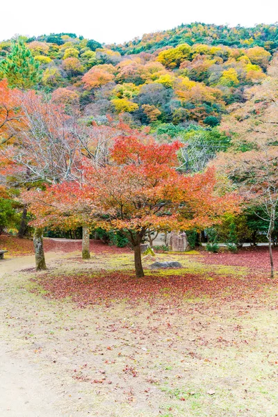 Red maple leaves blooming at Arashiyama — Stock Photo, Image