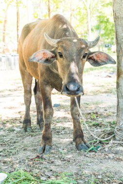 çimenlerin üzerinde bufalo