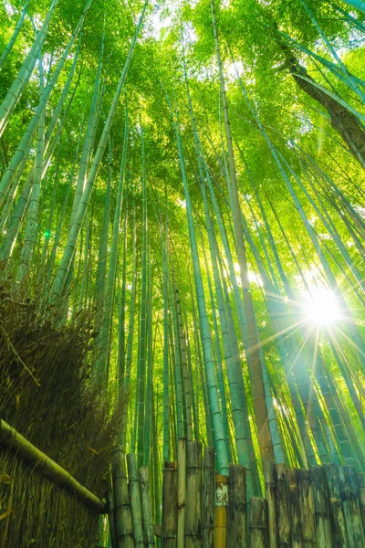 Caminho para a floresta de bambu em Arashiyama em Kyoto . — Fotografia de Stock