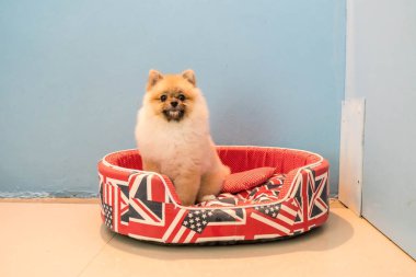 köpek üstünde evde beslenen hayvan yatak